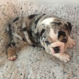 Big boy "BOSS" our blue tri Merle 🏆